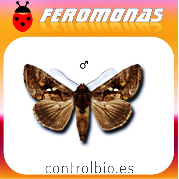CHRYSODEIXIS CHALCITES Plusia