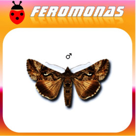 AUTOGRAPHA  GAMMA Gusano gris de la huerta