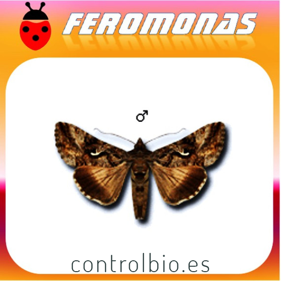 AUTOGRAPHA  GAMMA Gusano gris de la huerta