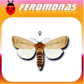 SESAMIA CALAMISTIS Barrenador del maiz