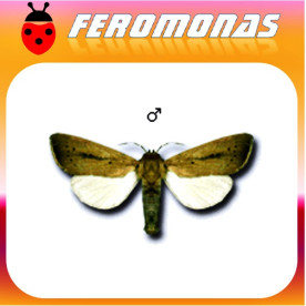 SESAMIA CRETICA Noctuido del maiz