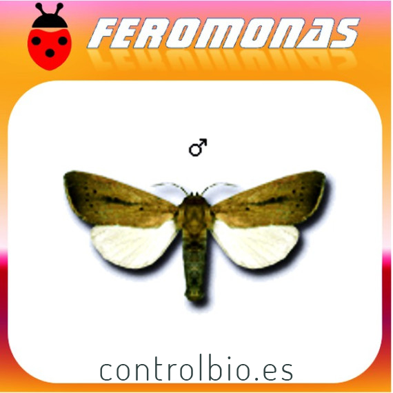 SESAMIA CRETICA Noctuido del maiz