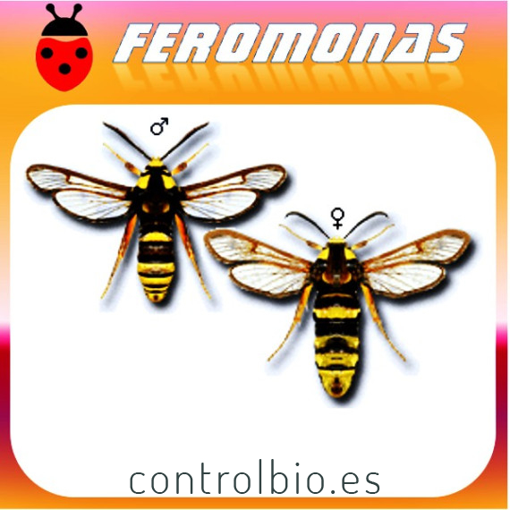 SESIA APIFORMIS Polilla avispa