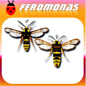 SESIA APIFORMIS Polilla avispa