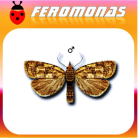 SPARGANOTHIS PILLERIANA piral de la vid