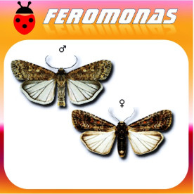 SPODOPTERA EXIGUA Gardama