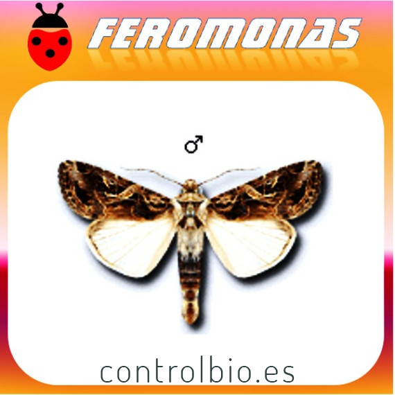 SPODOPTERA  LITTORALIS Rosquilla negra