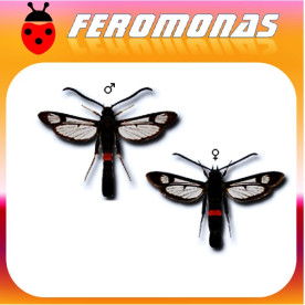 SYNANTHEDON MYOPAEFORMIS Sesia del manzano