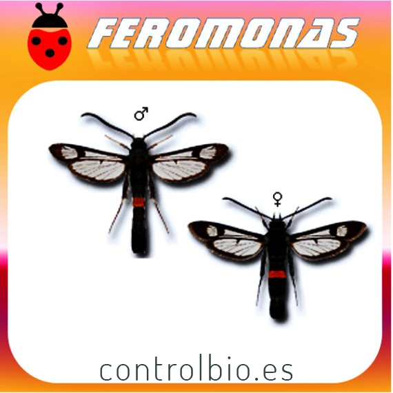 SYNANTHEDON MYOPAEFORMIS Sesia del manzano