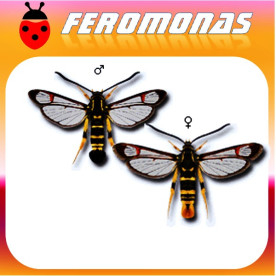 SYNANTHEDON VESPIFORMIS Sesia amarillenta