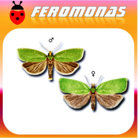 TORTRIX VIRIDIANA Tortrícido verde de la encina