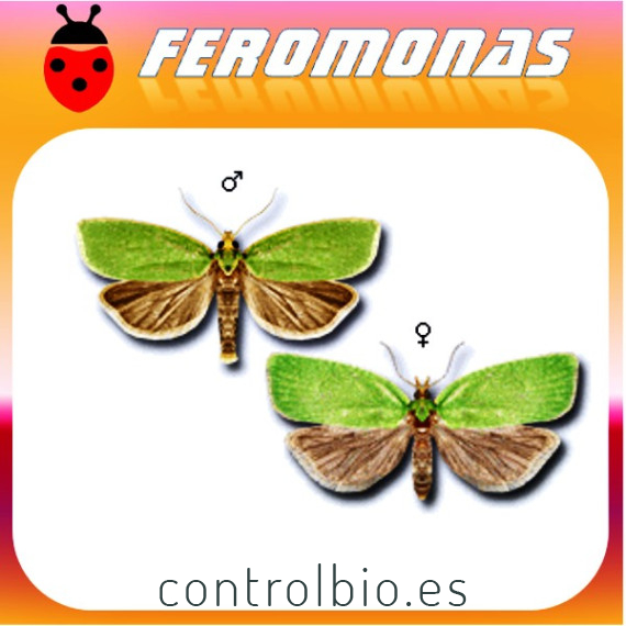 TORTRIX VIRIDIANA Tortrícido verde de la encina