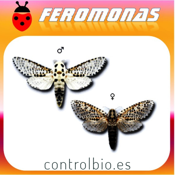 ZEUZERA PYRINA Barrenador amarillo