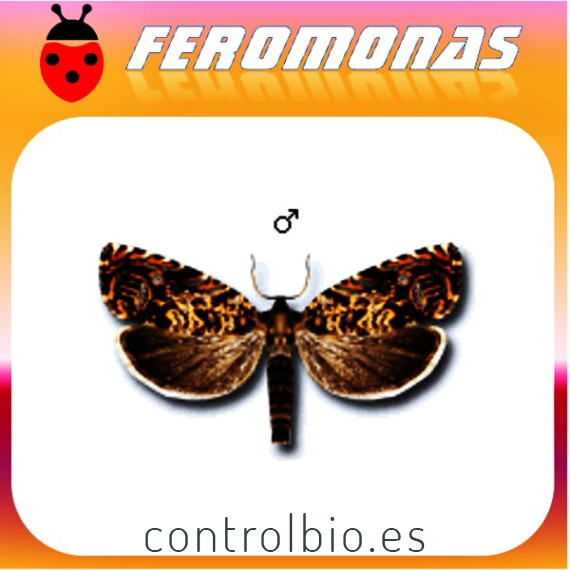 ENARMONIA FORMOSANA Tortrícido de la corteza de los frutales
