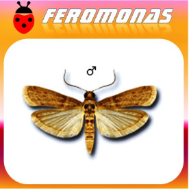 EPHESTIA CAUTELLA Polilla bandeada de los higos secos