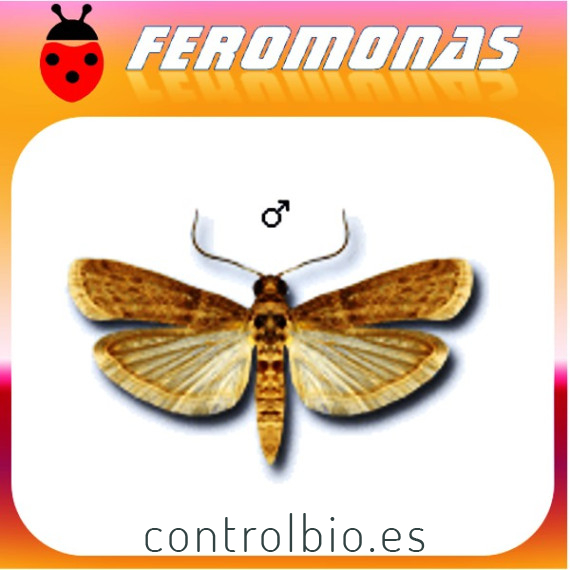 EPHESTIA CAUTELLA Polilla bandeada de los higos secos