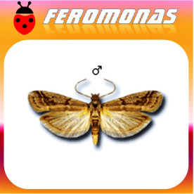 EPHESTIA ELUTELLA Polilla del cacao