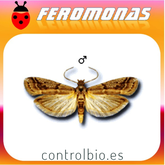 EPHESTIA ELUTELLA Polilla del cacao