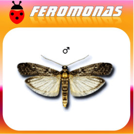 EPHESTIA (ANAGASTA) KUEHNIELLA Polilla de la harina