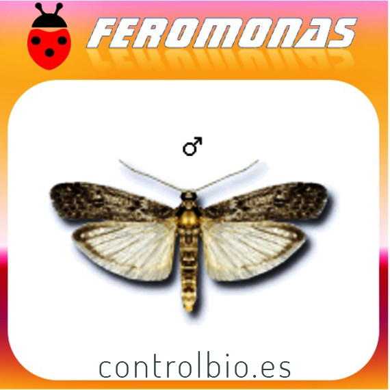 EPHESTIA (ANAGASTA) KUEHNIELLA Polilla de la harina