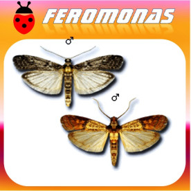 EPHESTIA / PLODIA Polillas de la harina