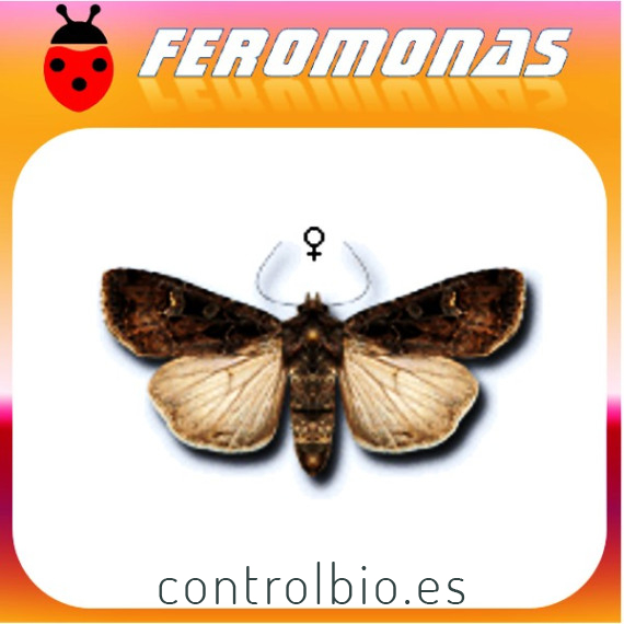 EUXOA OCHROGASTER Gusano cortador