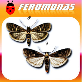 EUZOPHERA BIGELLA Polilla del membrillo