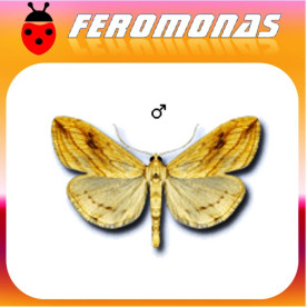 EVERGESTIS FORFICALIS Pirálido de la col