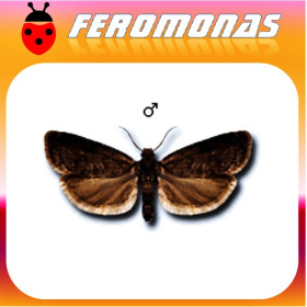 GRAPHOLITA (CYDIA / LASPEYRESIA) FUNEBRANA Polilla de las ciruelas