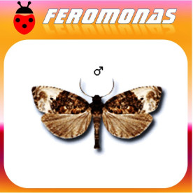 HEDYA NUBIFERANA Tortrícido verde de los brotes