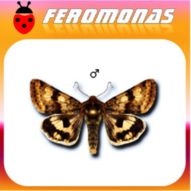 HELIOTHIS VIRIPLACA Veteado del trébol