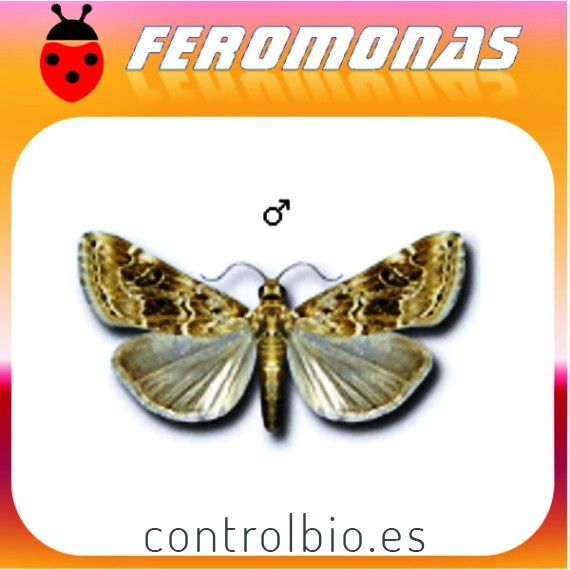 HELLULA UNDALIS polilla de la col