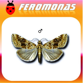HELLULA UNDALIS polilla de la col