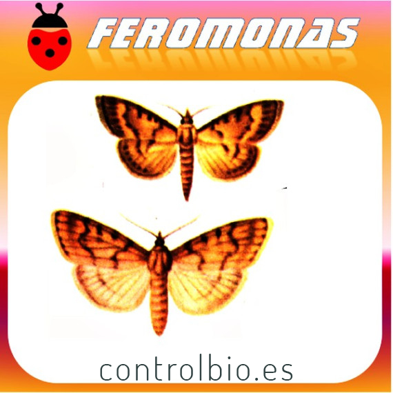 CHILO (CHILOTRAEA) INFUSCATELLUS Perforador del vástago de la caña de azucar