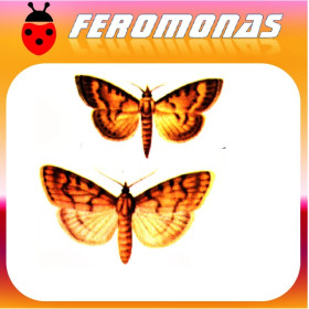 CHILO (CHILOTRAEA) INFUSCATELLUS Perforador del vástago de la caña de azucar