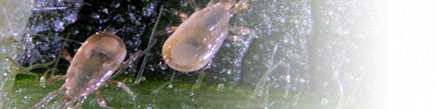 Amblyseius (noseiulus) cucumeris, ácaro depredador indicado para el control de trips