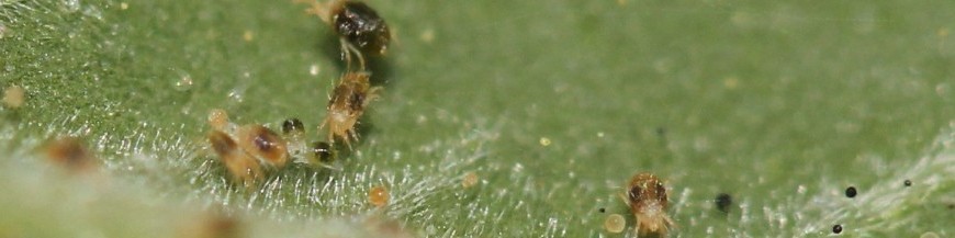Control biologico de araña roja (tetranichus urticae)