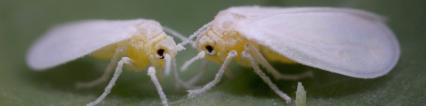 control biologico de la mosca blanca
