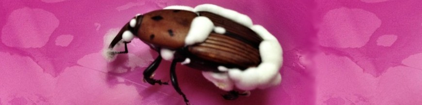 BEAUVERIA BASSIANA