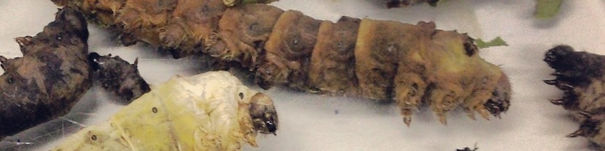 Bacillus thuringiensis