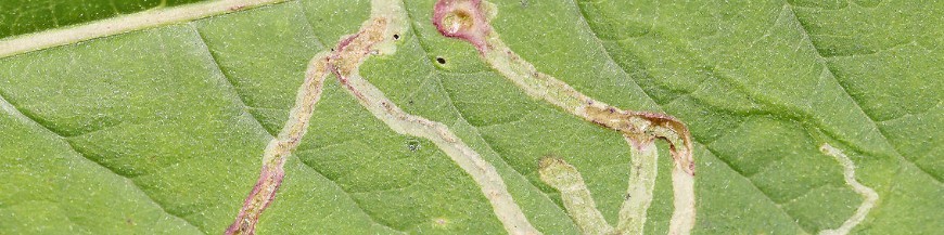 control biologico del minador de las hojas (liriomyza sp)