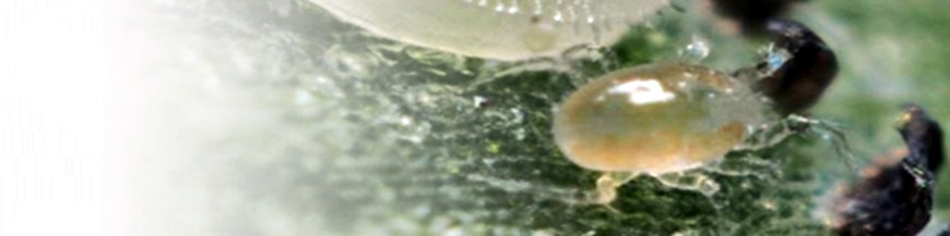 Amblyseius swirskii