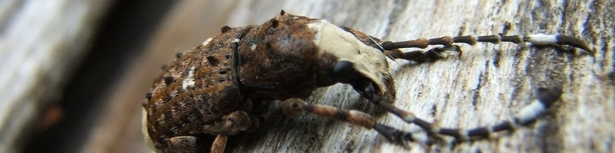 Feromonas y atrayentes para coleopteros (escarabajos)
