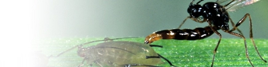 Aphidius colemani parasitoide de pulgones