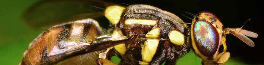 Bractocera oleae (mosca del olivo)