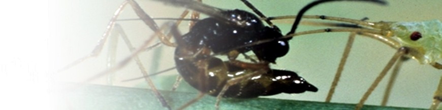 APHIDIUS MATRICARIAE