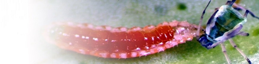 Aphydoletes aphidimyza