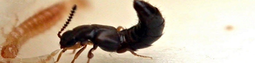 ATHETA CORIARIA (Escarabajo errante)