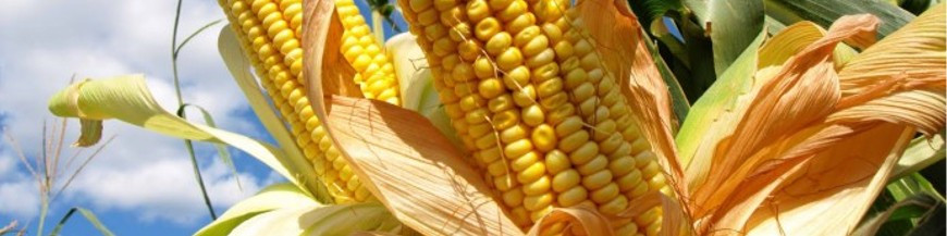 Difusores de feromona para cultivos industriales