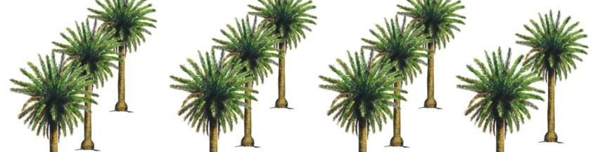 Difusores de feromonas para palmeras
